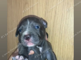 amstaff puppies