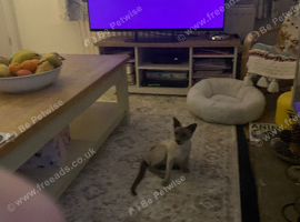 Beautiful blue point female Siamese cat