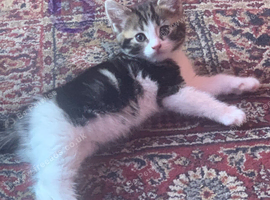 Beautiful kittens for sales