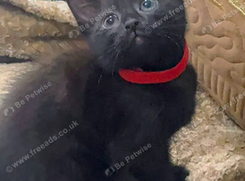 Beautiful kittens