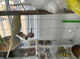 Budgies albinos litino handtame breeding pairs etc