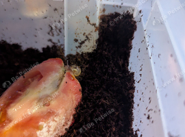 Baby giant African land snails