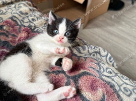 British shorthair x kittens