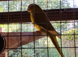 olive/cinnamon pied male kakariki