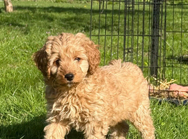 F1 Toy Cavapoo