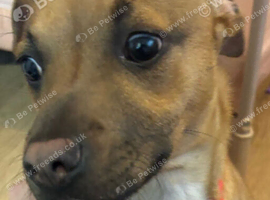 Staffy cross