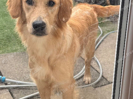 Beautiful 1-Year-Old KC Registered Female Golden Retriever