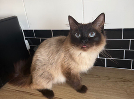 3 year old female ragdoll