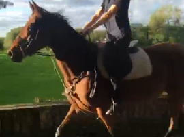 Family horse all-rounder 6yo 16h Irish TB mare