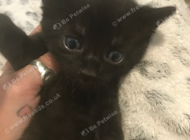 Beautiful boys for sale