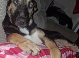 German Shepherd cross border collier