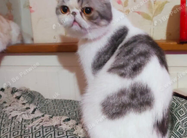 Exotic shorthrthair kittens