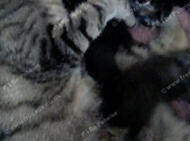 STUNNING ORIENTAL BENGAL X ASIAN MAY KITTENS=RARE COLOURS