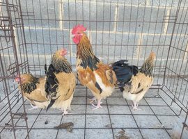 Buff bantam Sussex