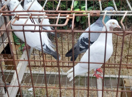 4 cross highflyer pigeons