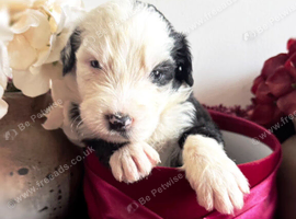 Old english sheepdog x bernese mountain dog puppies.