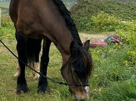 15h 18yr old mare