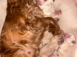Cocker spaniel x golden retriever