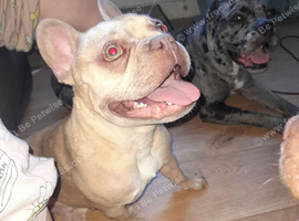 Female friench bulldog