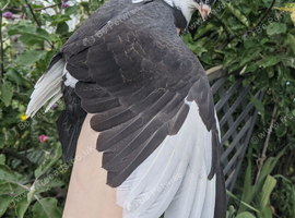 Hand reared young fancy pigeon