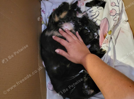 Mixed-syberian-british tabby girls