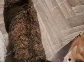 Kittens for sale