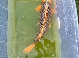 Large koi carps