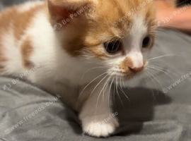 Bengal cross kittens