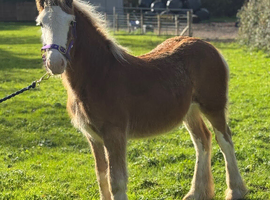 Top class colt foal