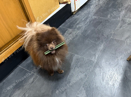 Stud Pomeranian   Chocolate