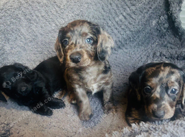 2 boy doxiepoo looking for new homes
