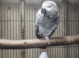 African grey proven