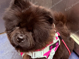 3 year old female chow chow