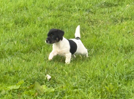 Jack Russel pups
