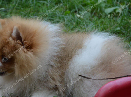 PACO - Beautiful Pomeranian Boy