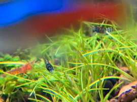 Blue dream and red cherry shrimp babies