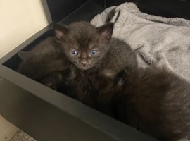 Kittens