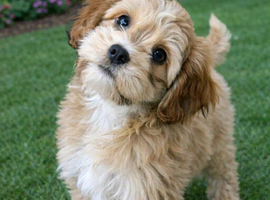 Puppy wanted