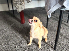 Mixed chihuahua