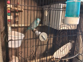 Male parrotlet