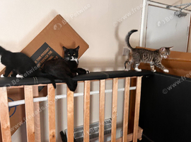 2 beautiful kittens ready for there forever home