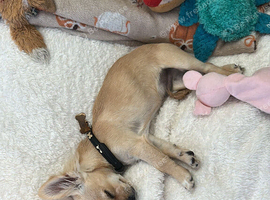 Caramel Tan Chihuahua boy teacup