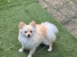 I am selling a Pomeranian
