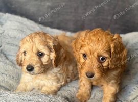 Cockapoo Puppies looking for there forever home