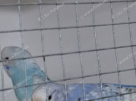 Budgie