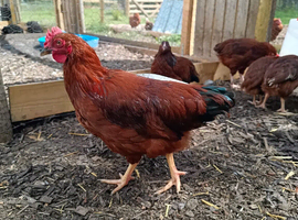 12 Week Pullets & Cockerels