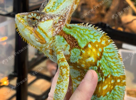 Yemen Chameleon Babies AVAILABLE SEPT/OCT