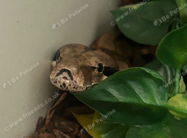 Common boa