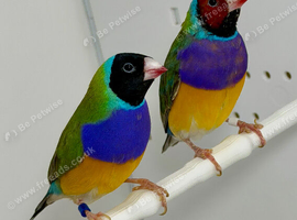 Male Gouldian finches for sale