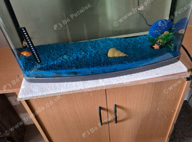 Gold fish